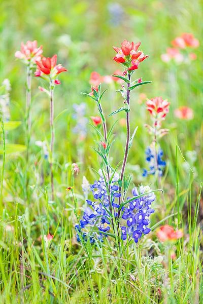 Wilson, Emily M. 아티스트의 Llano-Texas-USA-Indian Paintbrush and Bluebonnet wildflowers in the Texas Hill Country작품입니다.